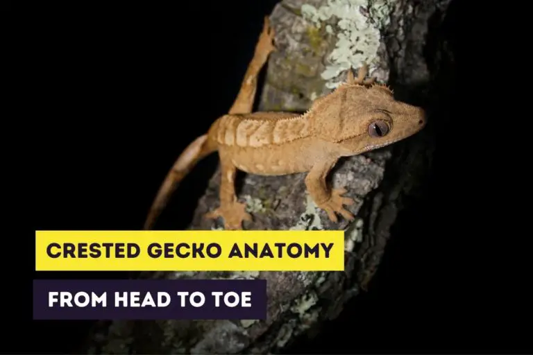 thumbnail crested gecko anatomy