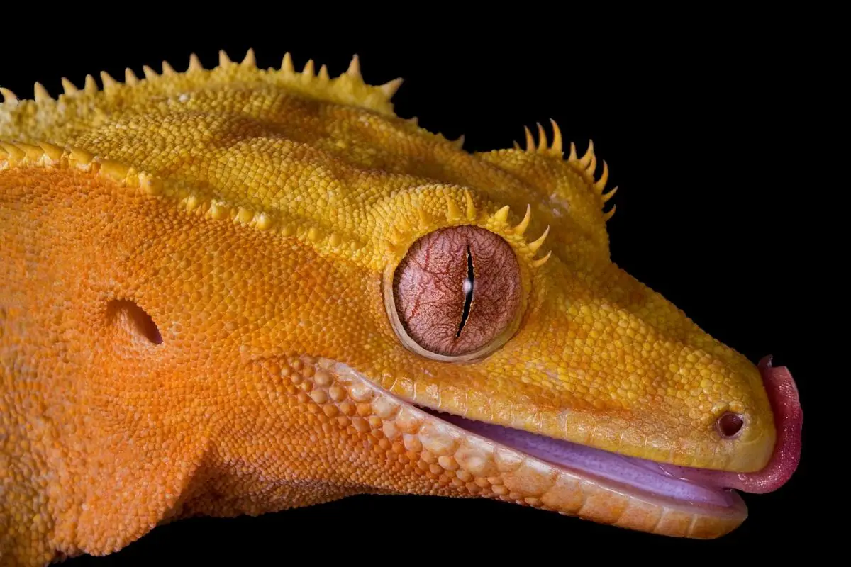Crested Gecko Anatomy | The Crested Gecko from Head to Toe