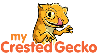 My Crested Gecko
