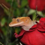 crested gecko in flower