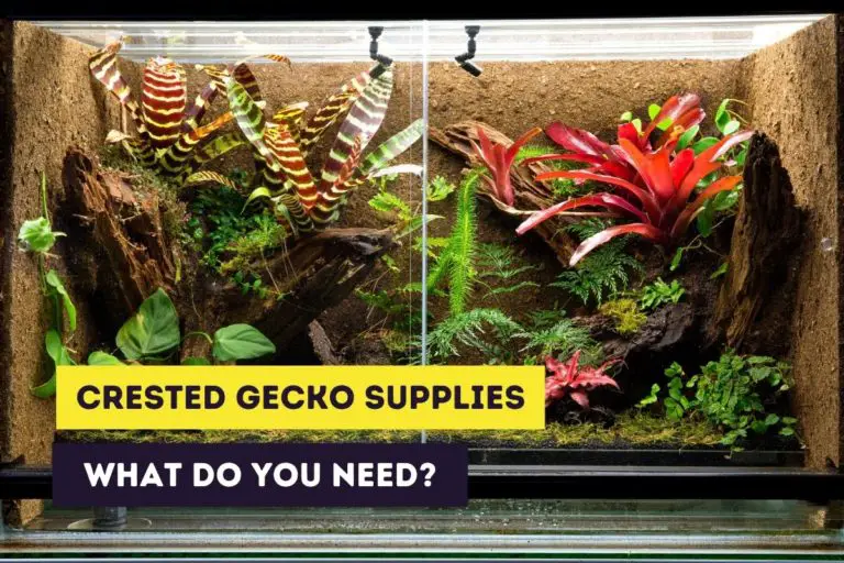 Crested Gecko Accessories & Supplies for an Ideal Terrarium