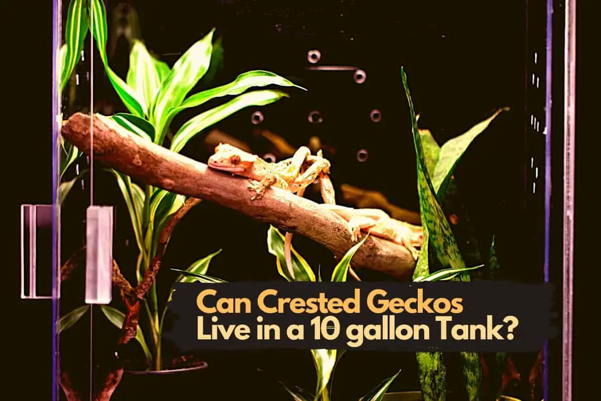 Can Crested Geckos Live in a 10 Gallon Tank? (+ Conversion Guide)