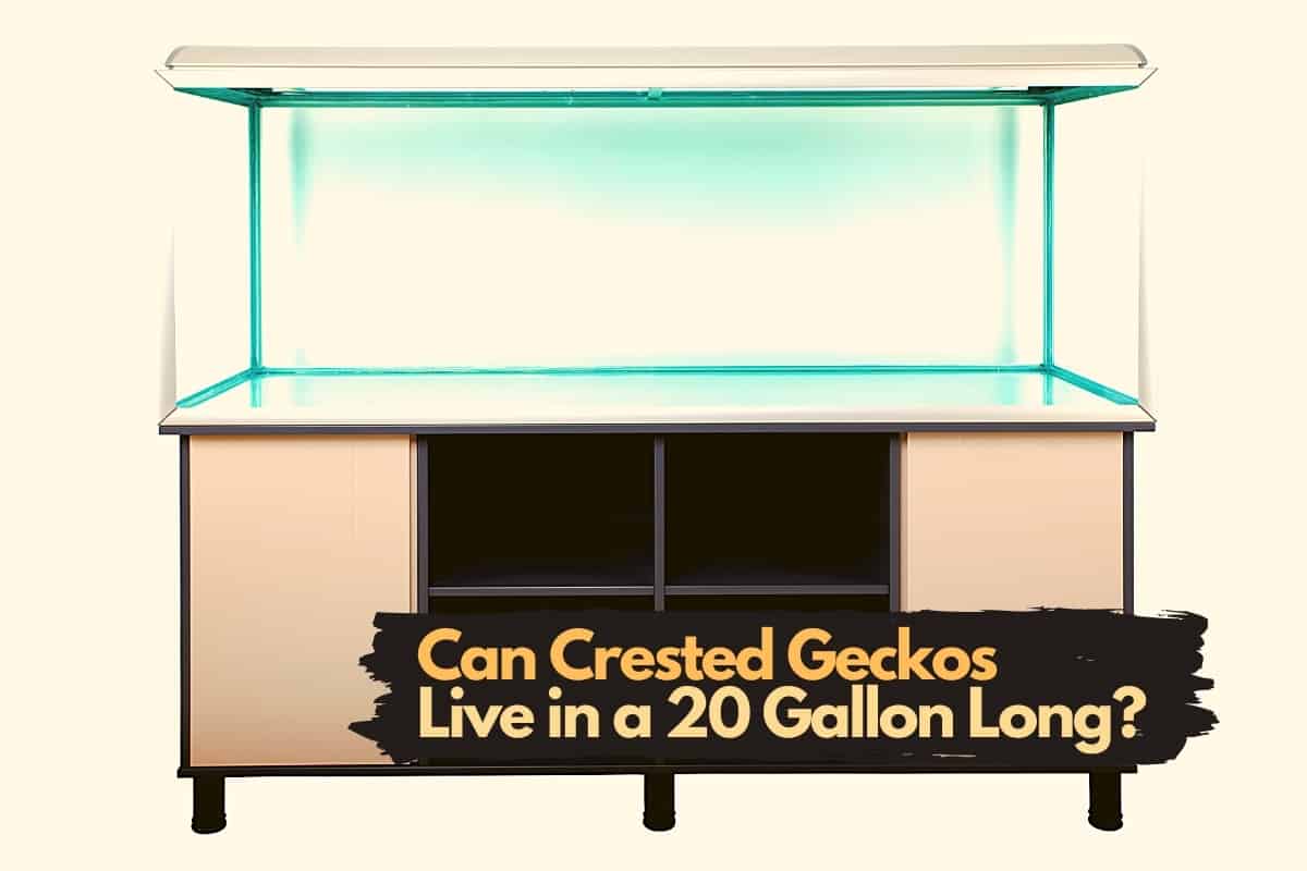 Can a Crested Gecko Live in a 20Gallon Long Tank?