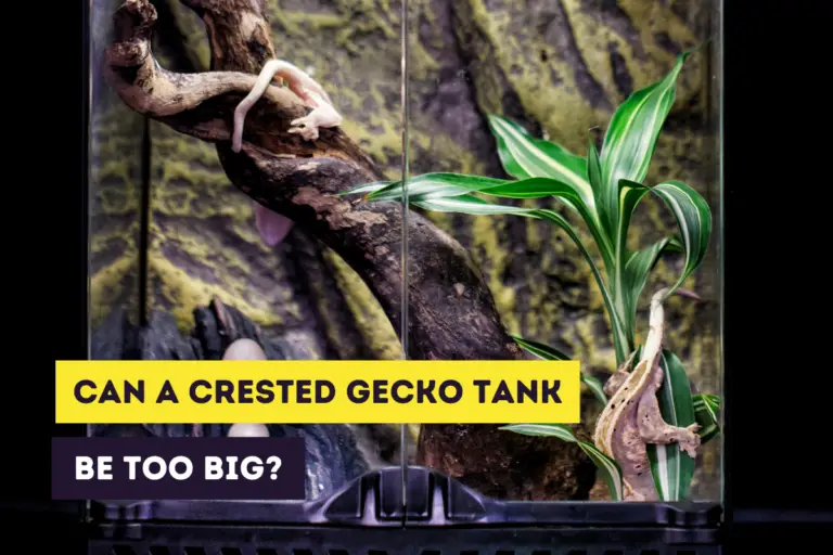 Can a Tank Be Too Big for a Crested Gecko? (Big Tank Sizes)