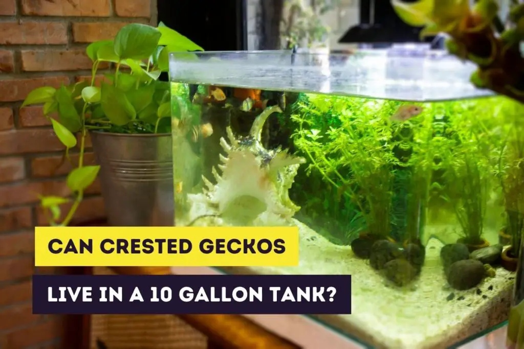 Crested Gecko Enclosure Guide (With Tips and Tricks)