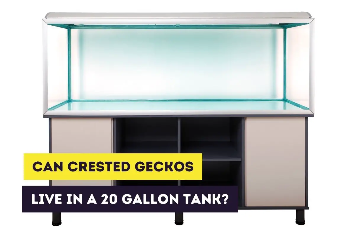 Can a Crested Gecko Live in a 20-Gallon Long Tank?