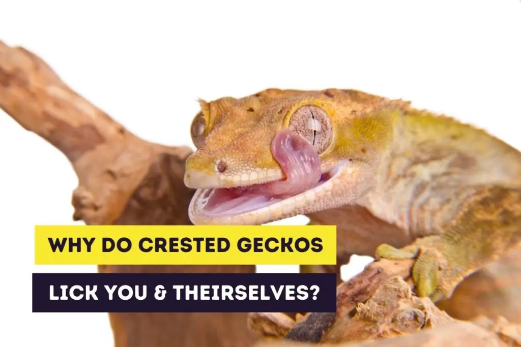 Crested Gecko Bites: Reasons and Responding to a Bite