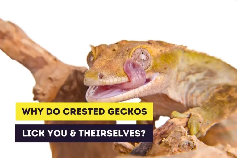 Why Does A Crested Gecko Lick You, Itself and Other Objects?