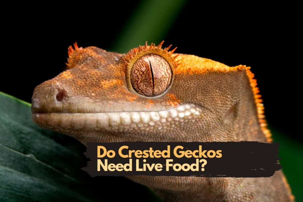 Can Crested Geckos Eat Strawberries and How to Feed Them?