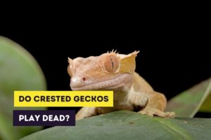 thumbail do crested geckos play dead