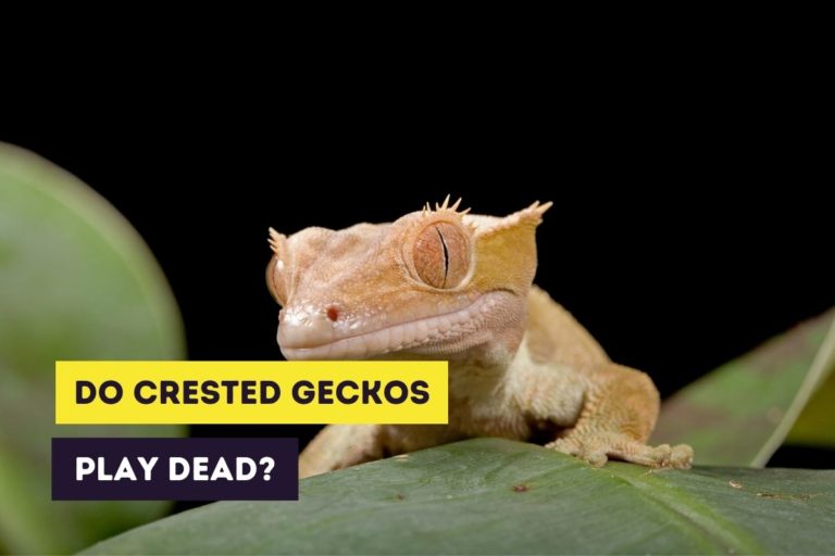 Do Crested Geckos Play Dead? (Defense Mechanisms)