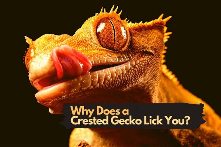 Why Does A Crested Gecko Lick You, Itself and Other Objects?