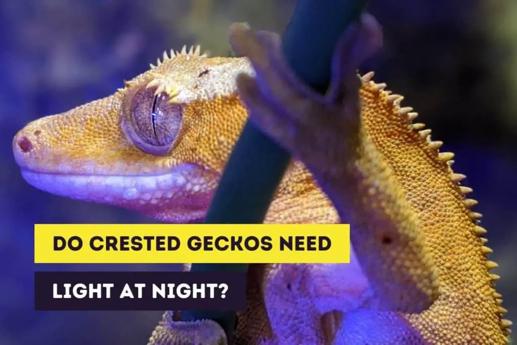 do crested geckos need nightlight