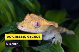 Crested Gecko Anatomy | The Crested Gecko from Head to Toe