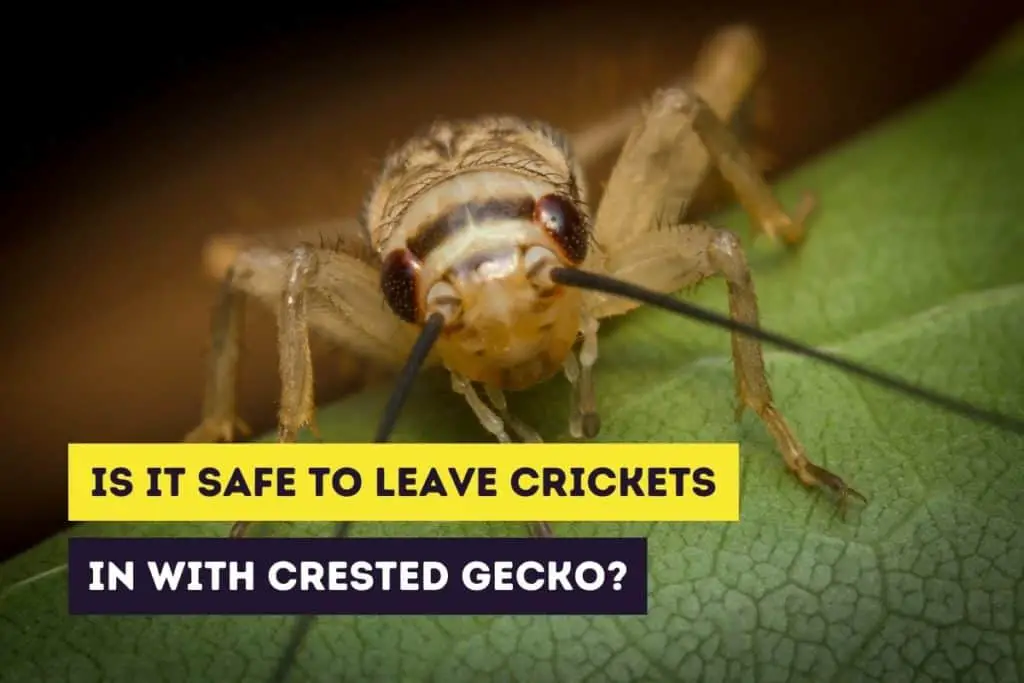 is it safe to leave crickets in with crested gecko