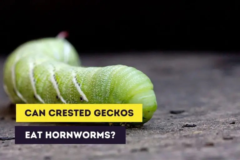 Can Crested Geckos Eat Hornworms? (Feeding Instructions)