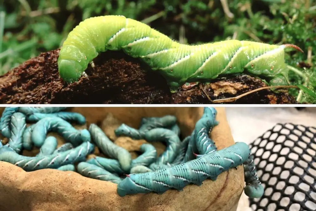 Hornworm store food petsmart