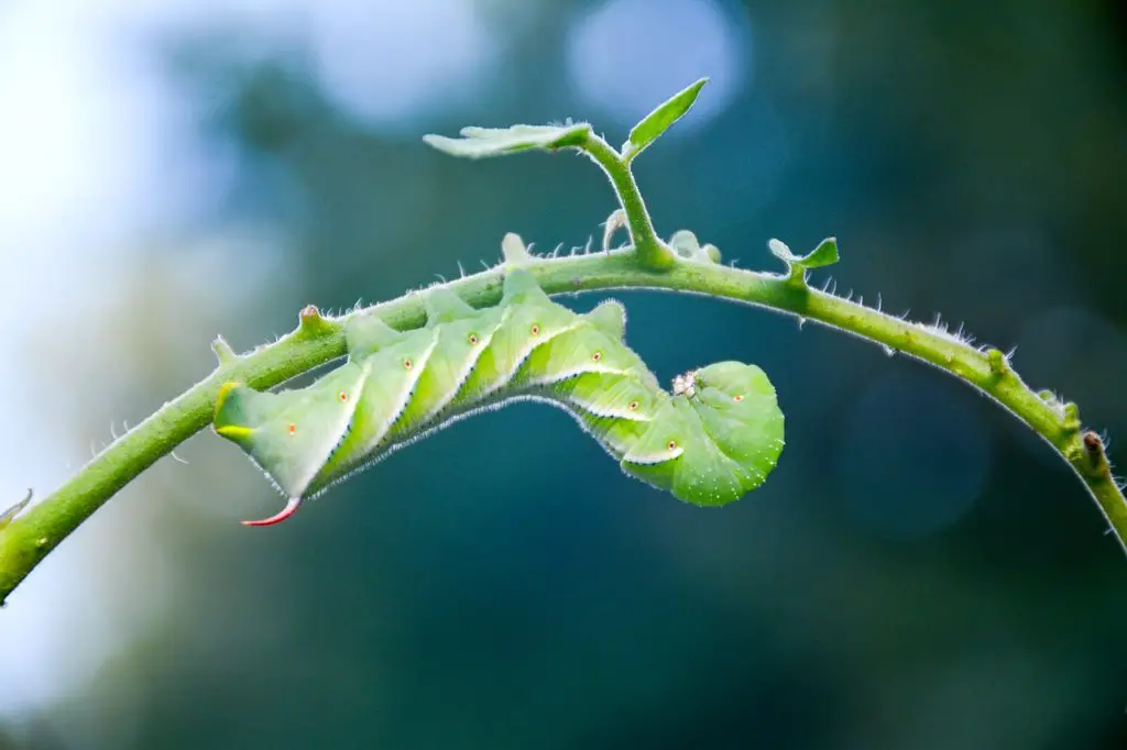 thumbnail of hornworm