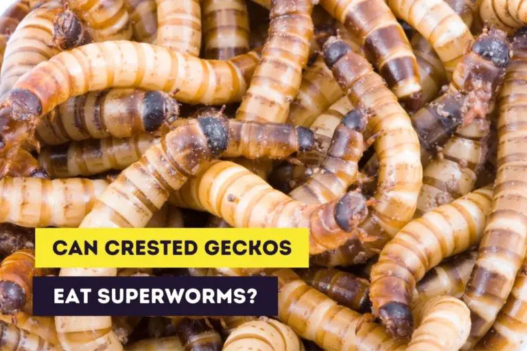 Can Crested Geckos Eat Superworms (Morio Worms)?