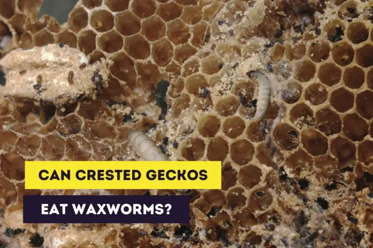 Can Crested Geckos Eat Waxworms? (Feeding Instructions)
