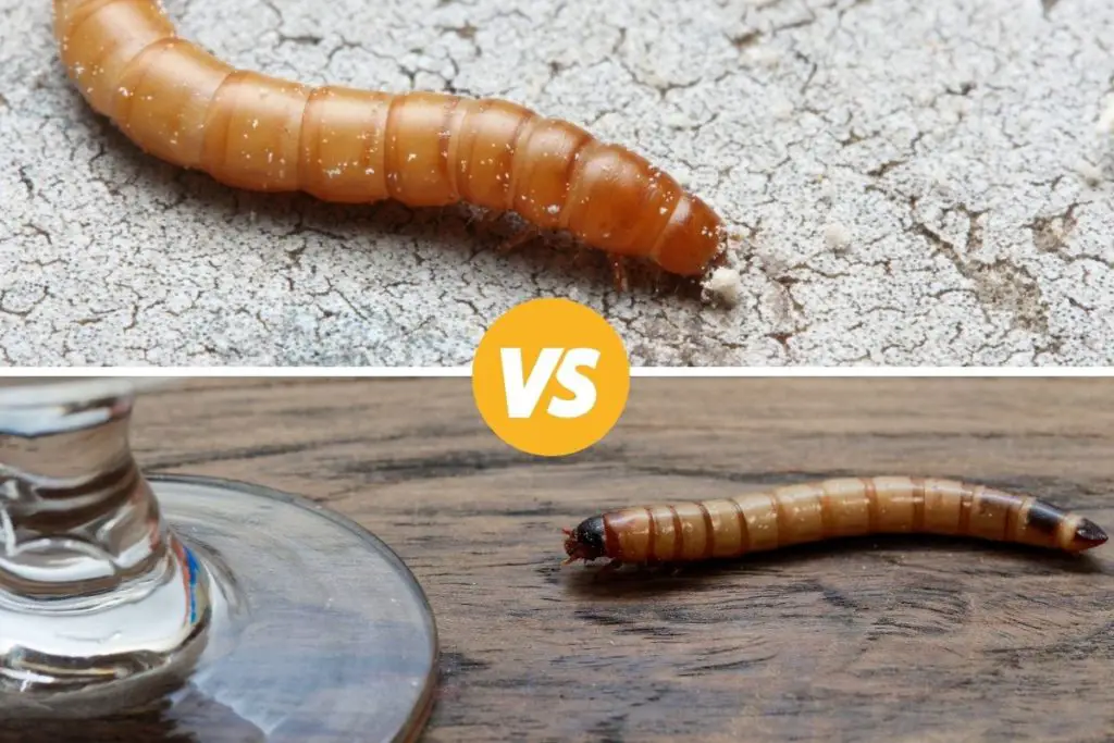 image of mealworm and superworm